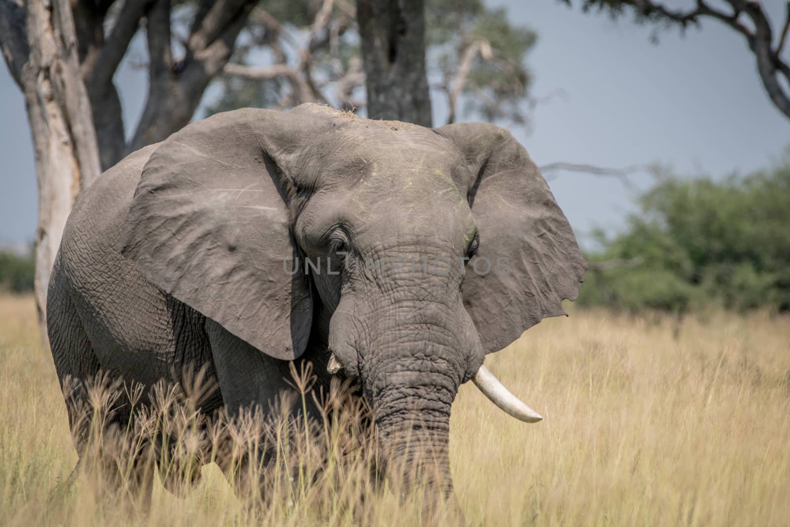 Big Elephant bull standing in the high grass in the Chobe National Park, Botswana.