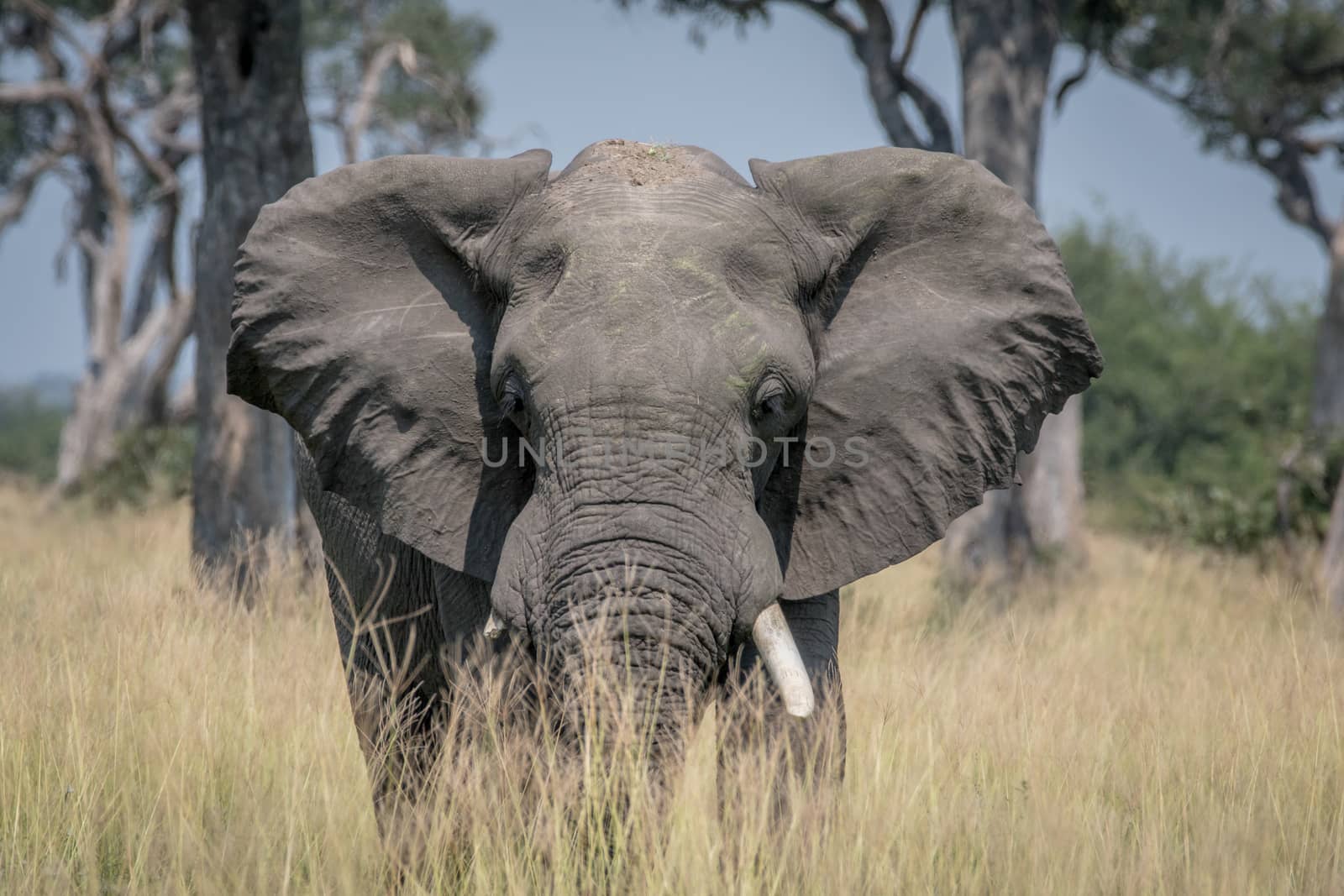 Big Elephant bull standing in the high grass. by Simoneemanphotography