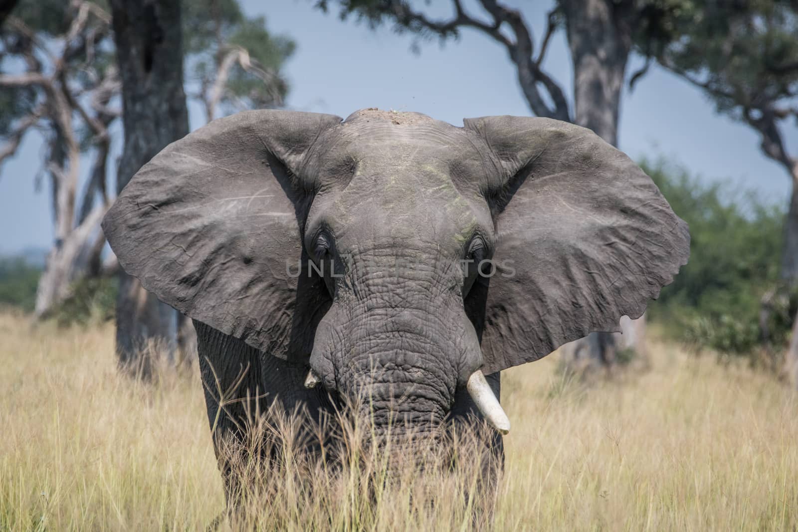 Big Elephant bull standing in the high grass in the Chobe National Park, Botswana.