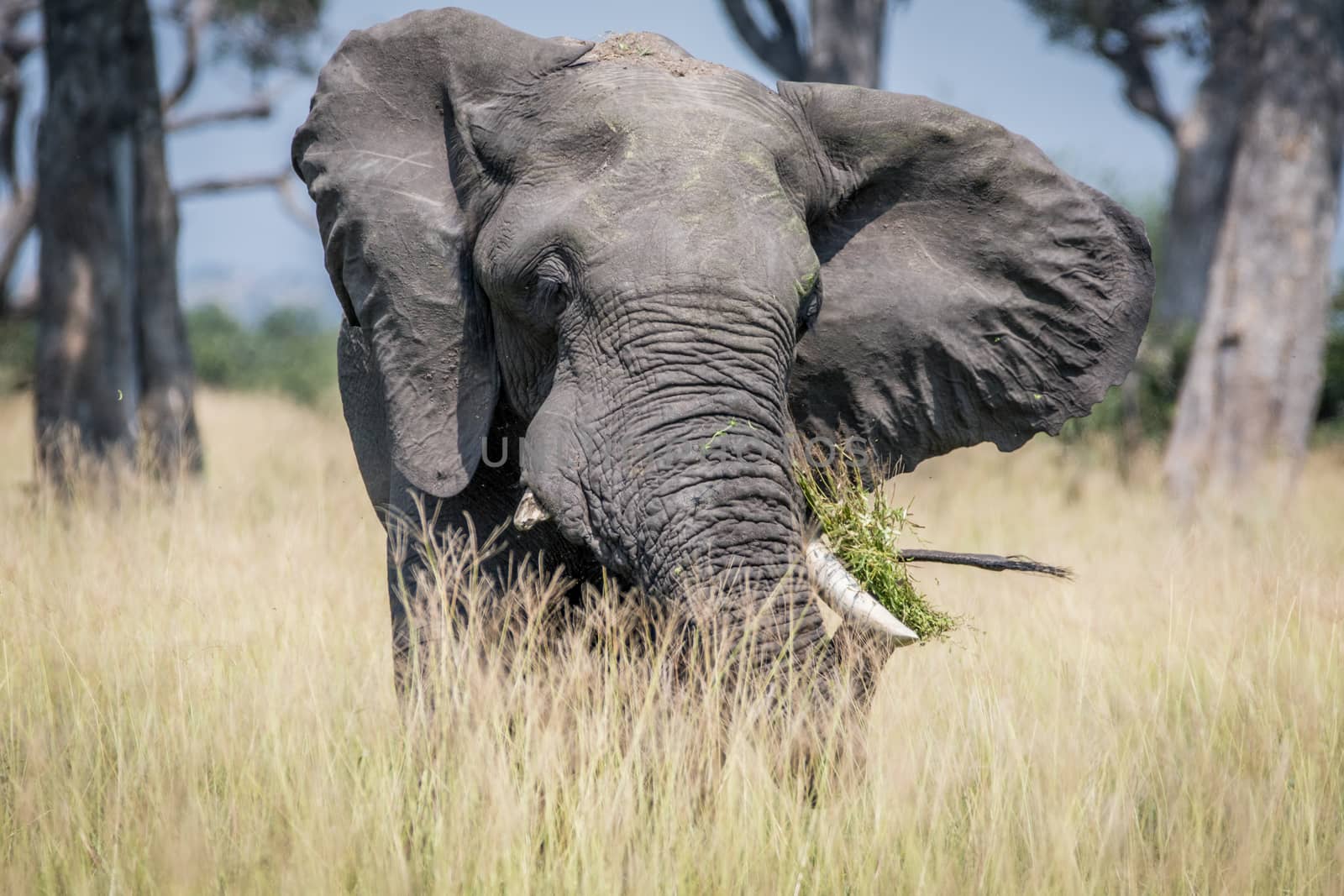 Big Elephant bull standing in the high grass in the Chobe National Park, Botswana.