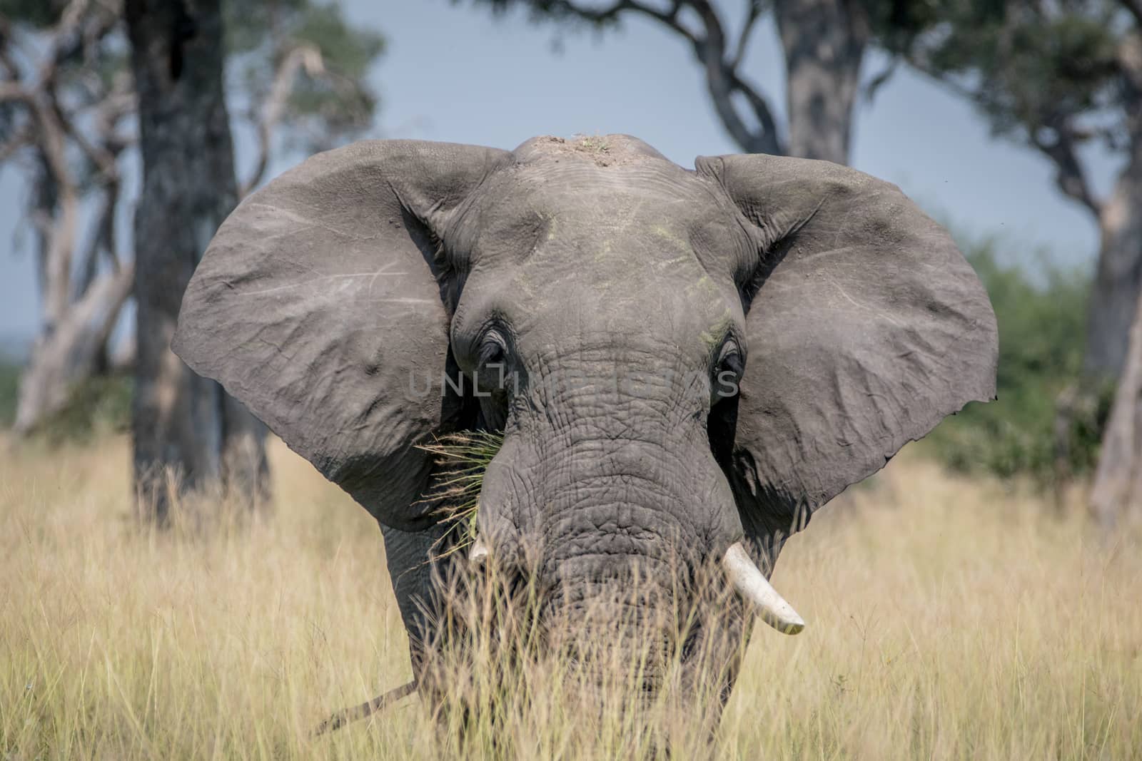 Big Elephant bull standing in the high grass. by Simoneemanphotography