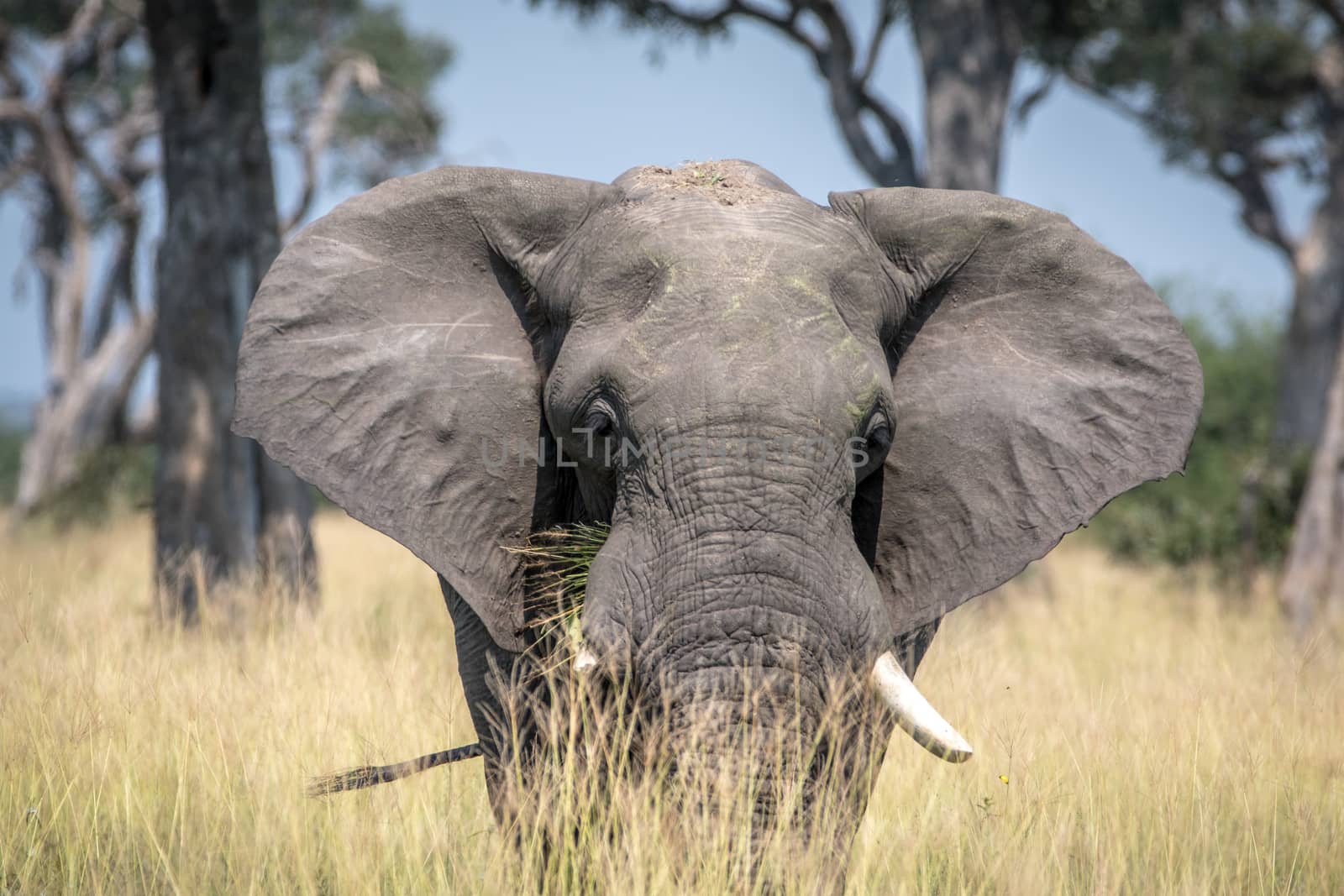 Big Elephant bull standing in the high grass. by Simoneemanphotography