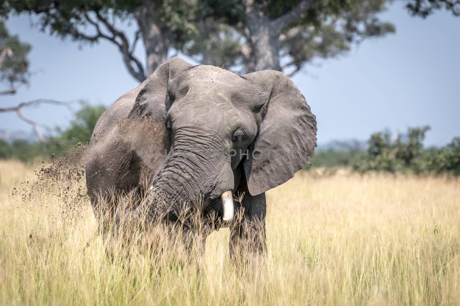 Big Elephant bull taking a dust bath. by Simoneemanphotography