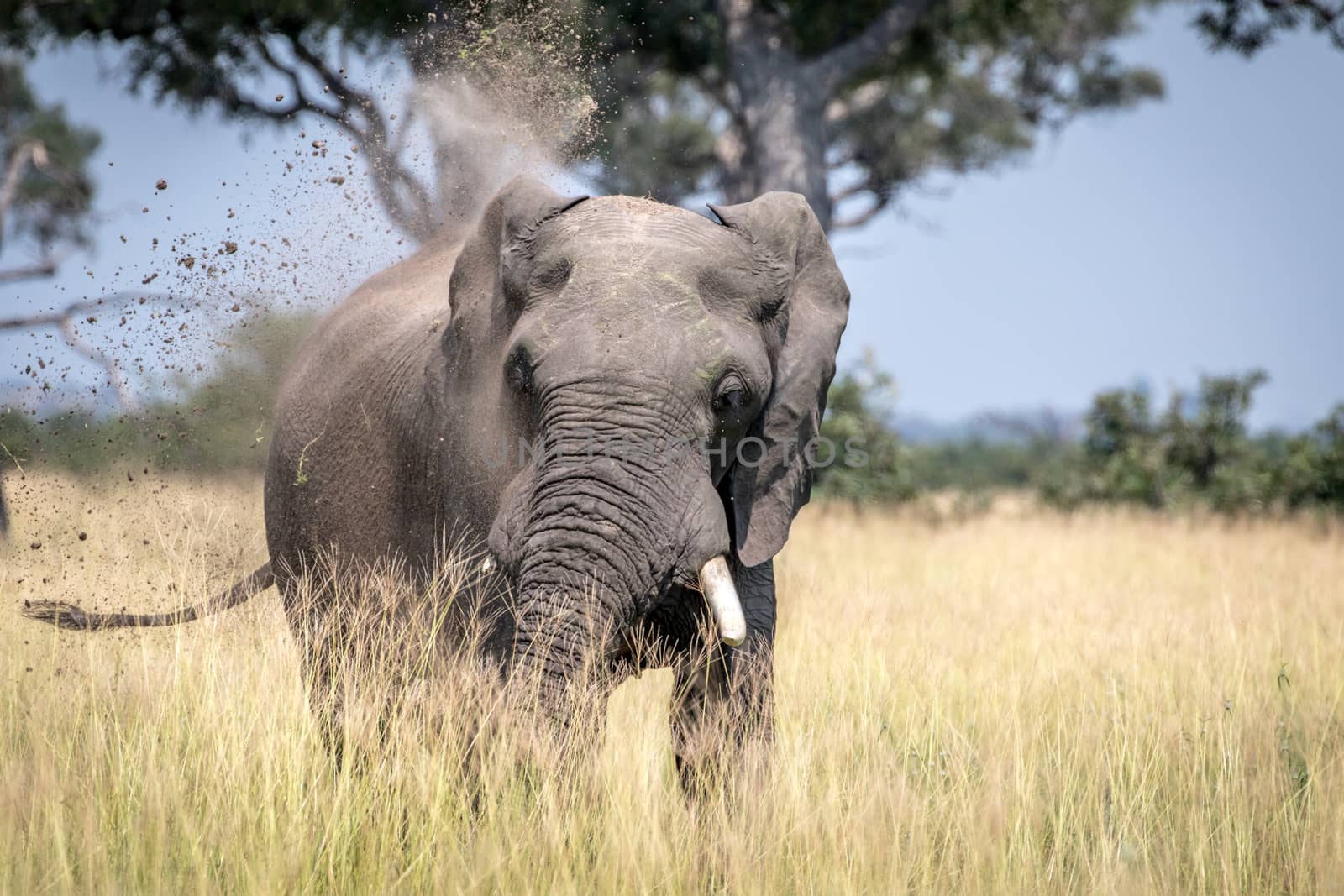 Big Elephant bull taking a dust bath. by Simoneemanphotography