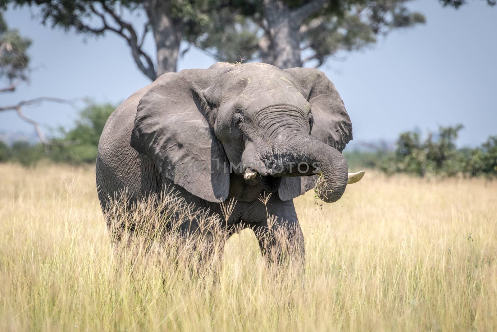 Big Elephant bull taking a dust bath in the Chobe National Park, Botswana.