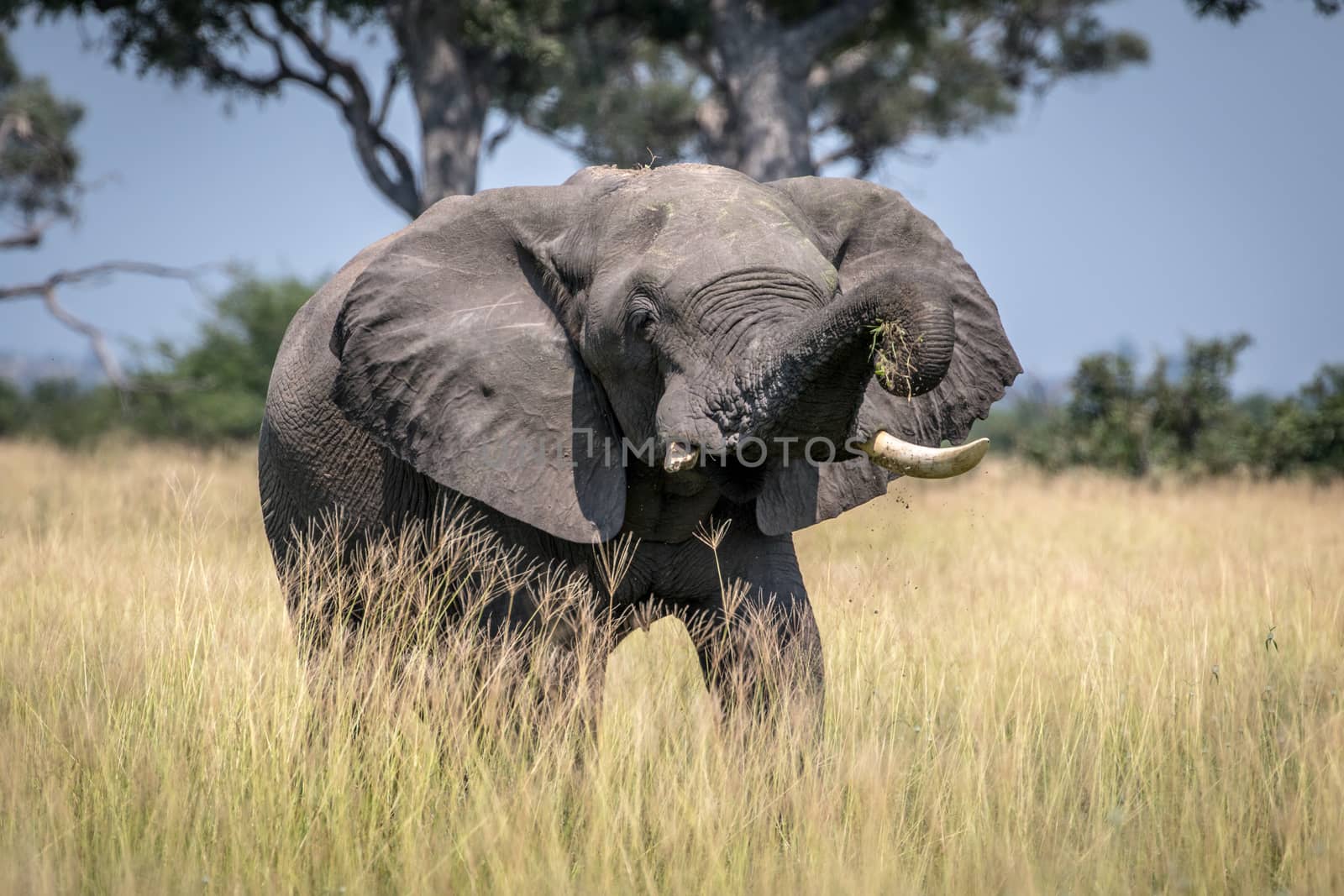 Big Elephant bull taking a dust bath. by Simoneemanphotography