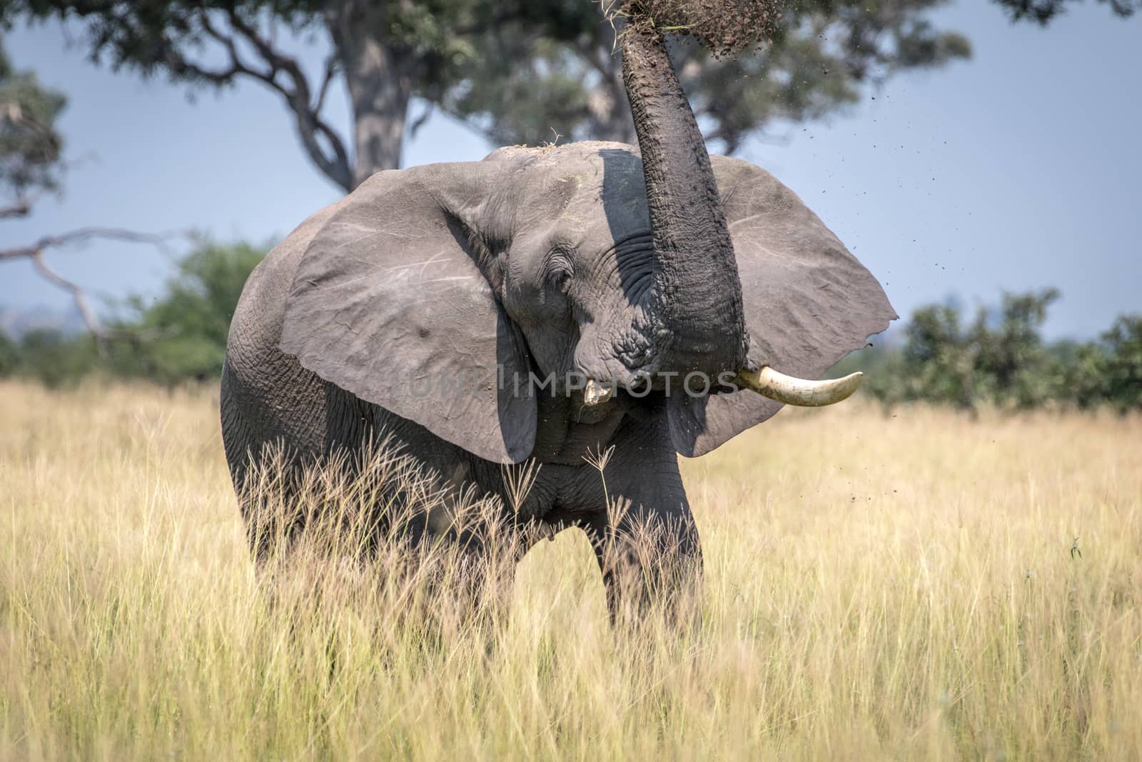 Big Elephant bull taking a dust bath. by Simoneemanphotography