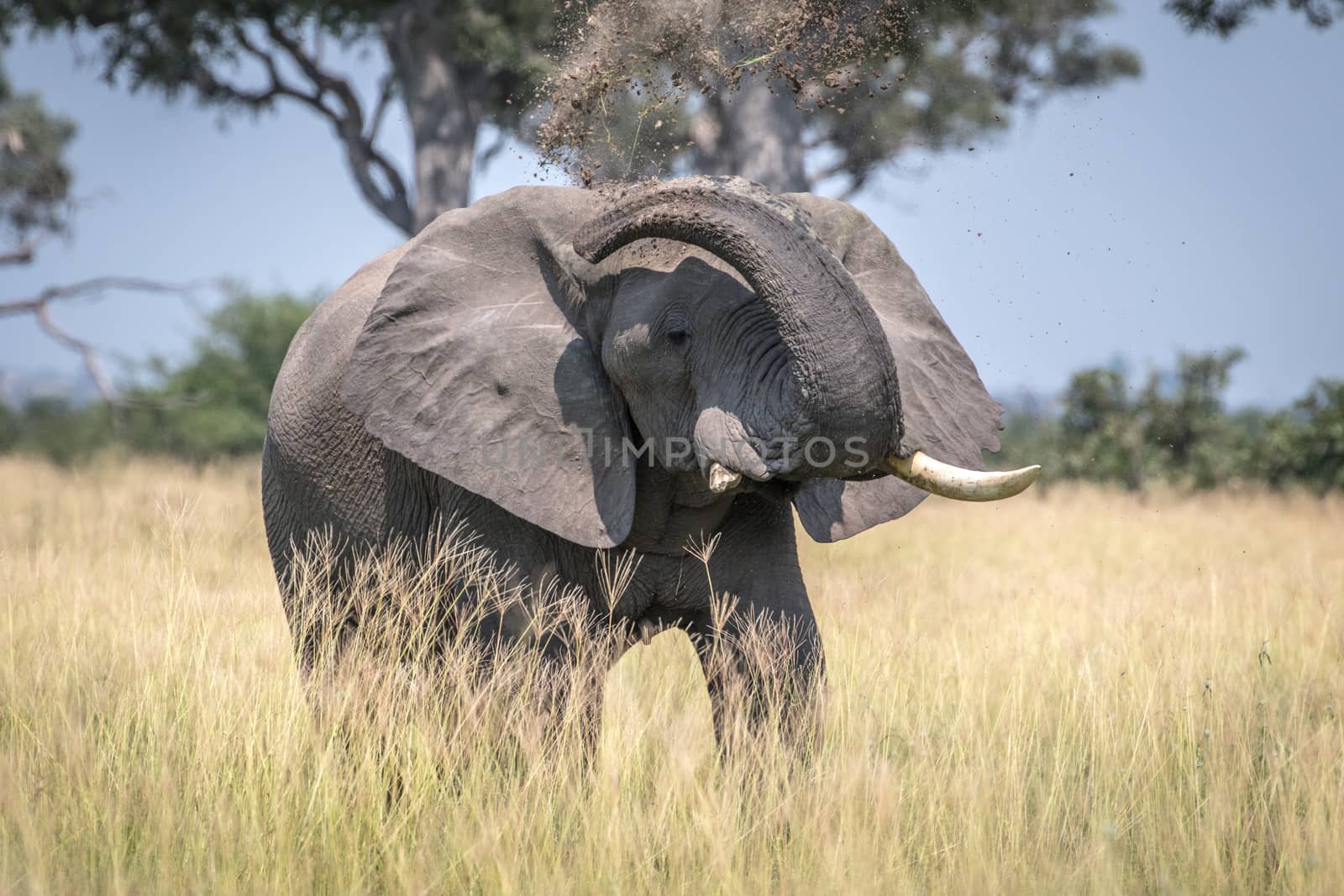 Big Elephant bull taking a dust bath in the Chobe National Park, Botswana.