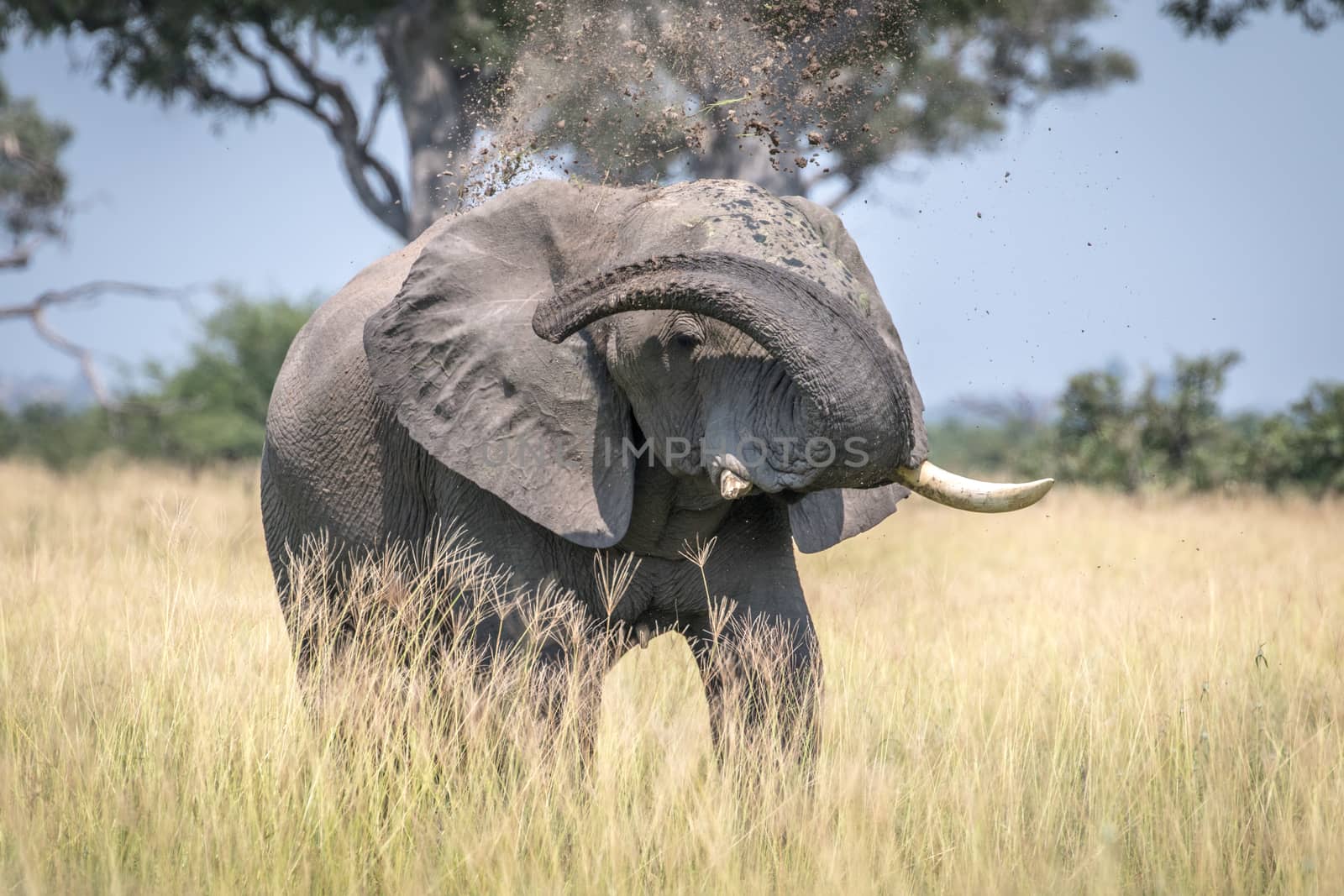 Big Elephant bull taking a dust bath. by Simoneemanphotography