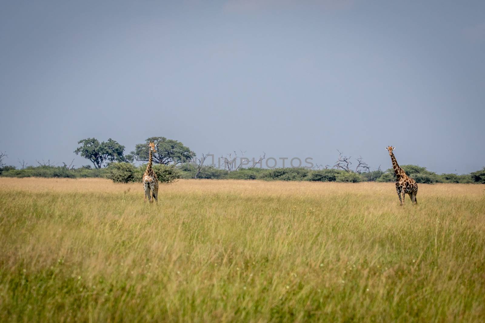 Two Giraffes standing in the grass. by Simoneemanphotography