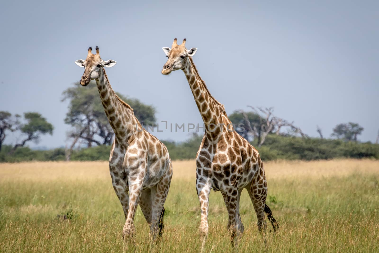 Two Giraffes walking in the grass in the Chobe National Park, Botswana.