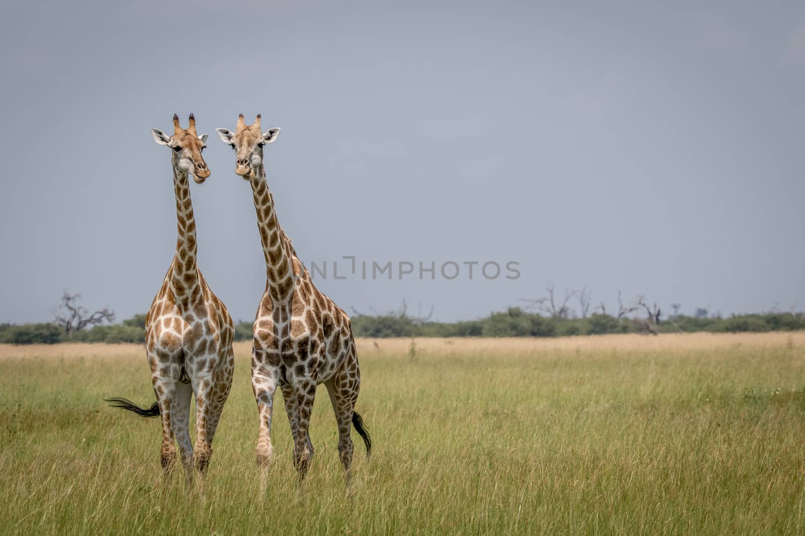 Two Giraffes starring at the camera in the Chobe National Park,  by Simoneemanphotography