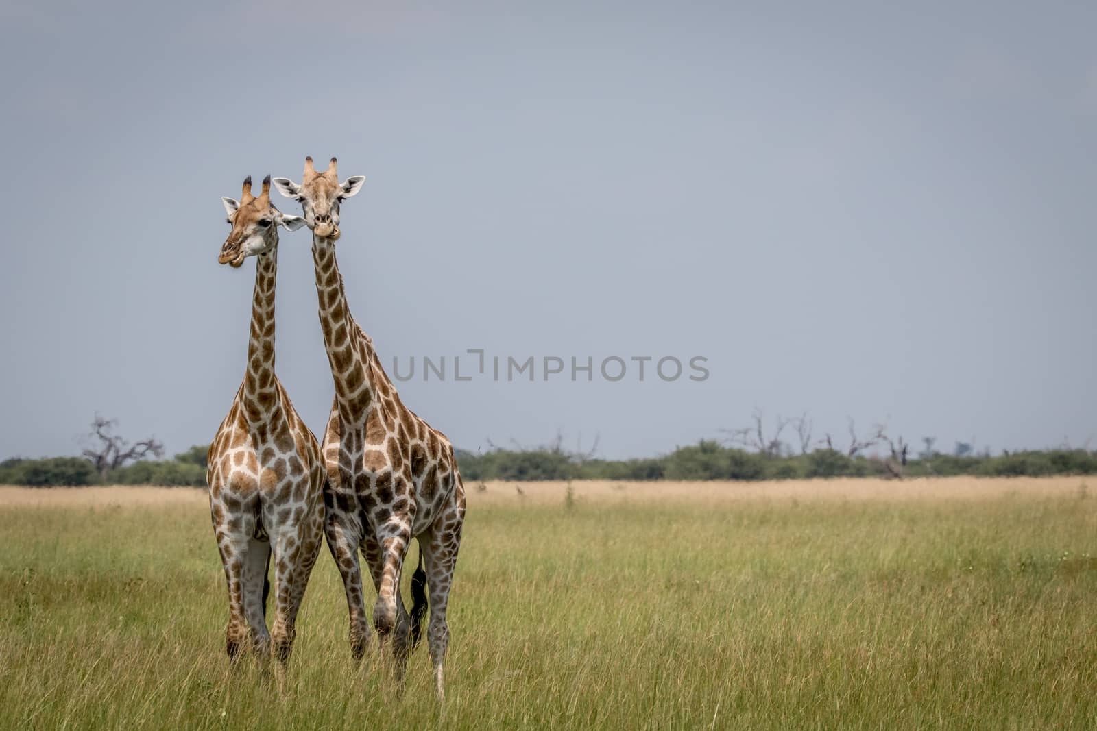 Two Giraffes starring at the camera in the Chobe National Park, Botswana.