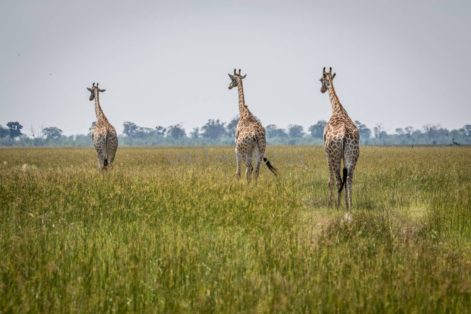 Journey of Giraffes walking away in the Chobe National Park, Botswana.