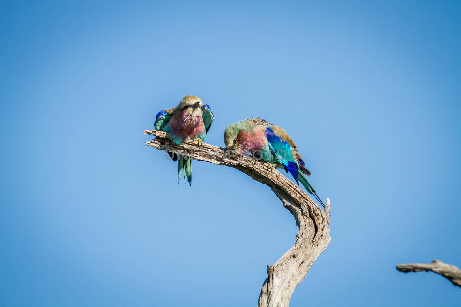 Two Lilac-breasted rollers sitting on a branch. by Simoneemanphotography