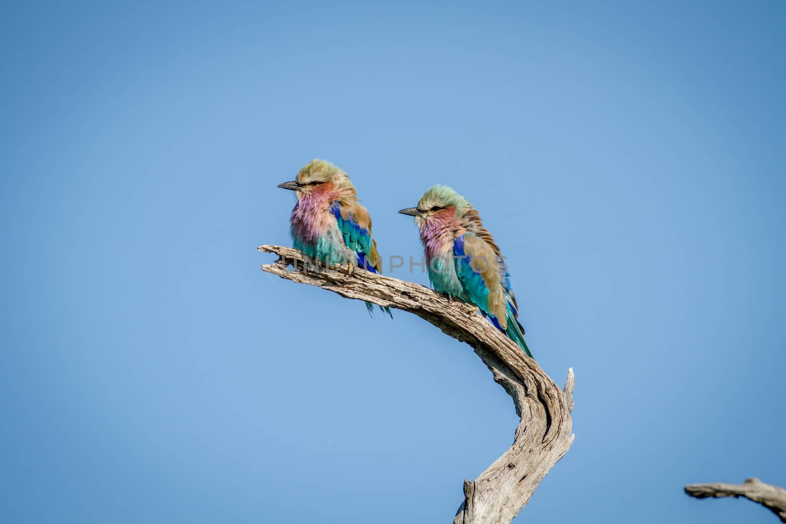 Two Lilac-breasted rollers sitting on a branch. by Simoneemanphotography