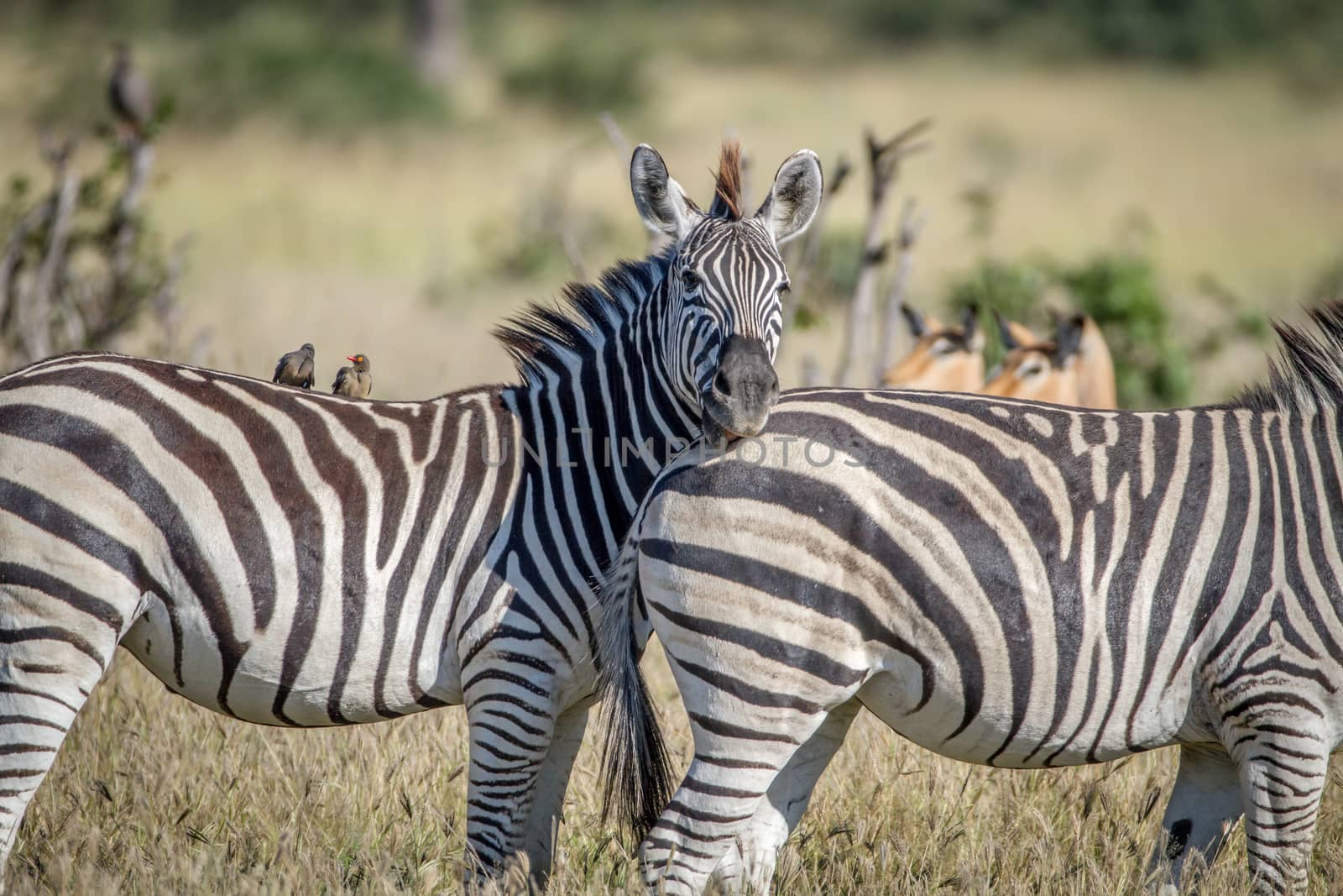 Zebra starring at the camera in Chobe. by Simoneemanphotography