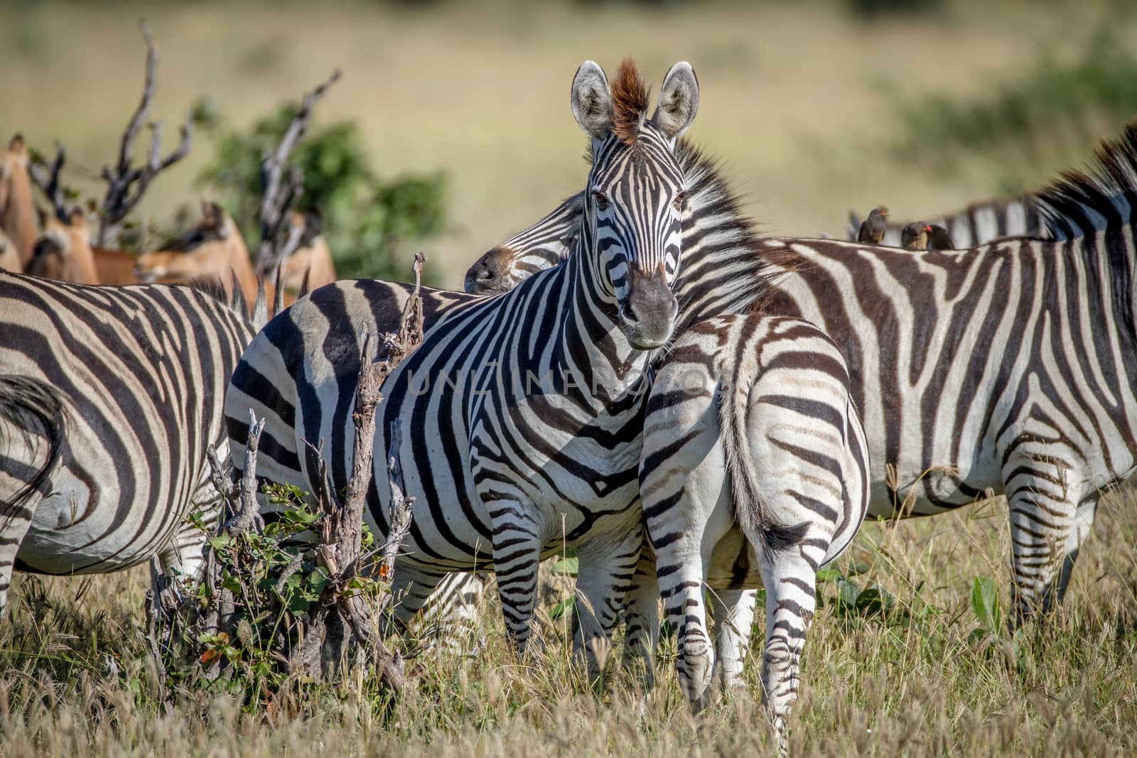 Zebra starring at the camera in Chobe. by Simoneemanphotography