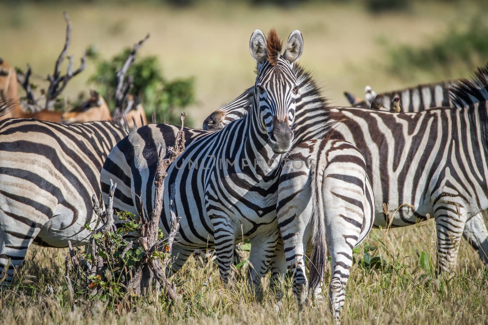 Zebra starring at the camera in the Chobe National Park, Botswana.