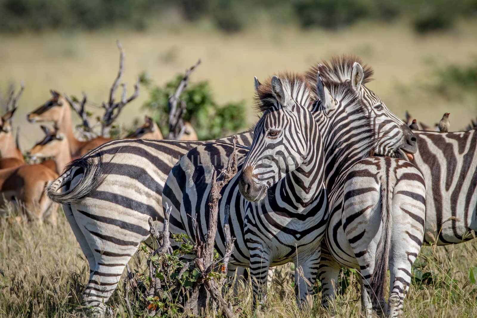 Zebras bonding in the Chobe National Park, Botswana.