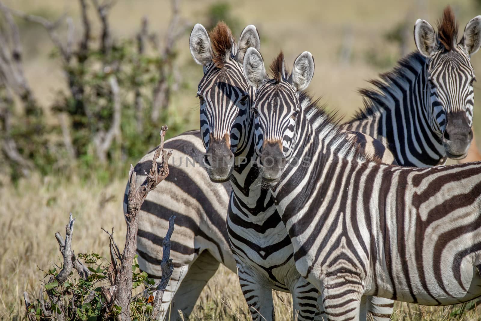 Two Zebras starring at the camera. by Simoneemanphotography