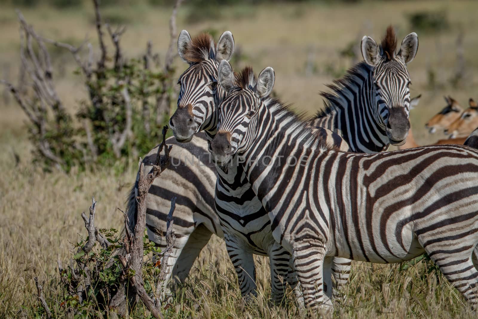 Two Zebras starring at the camera. by Simoneemanphotography