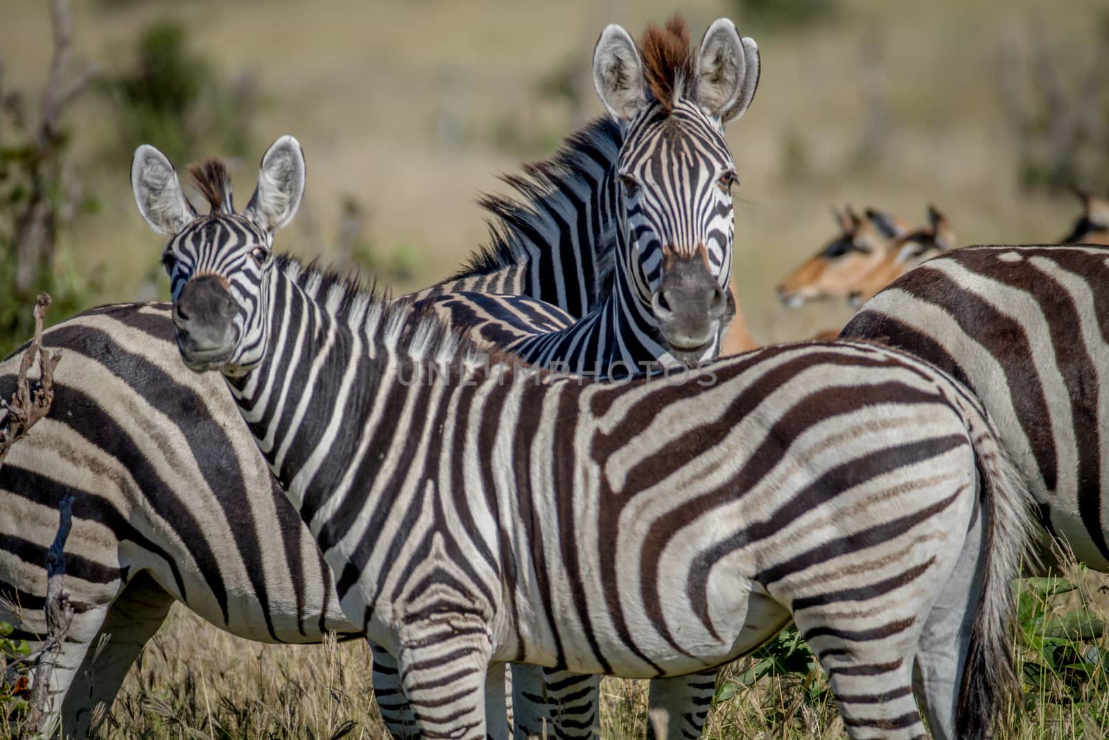 Two Zebras starring at the camera. by Simoneemanphotography