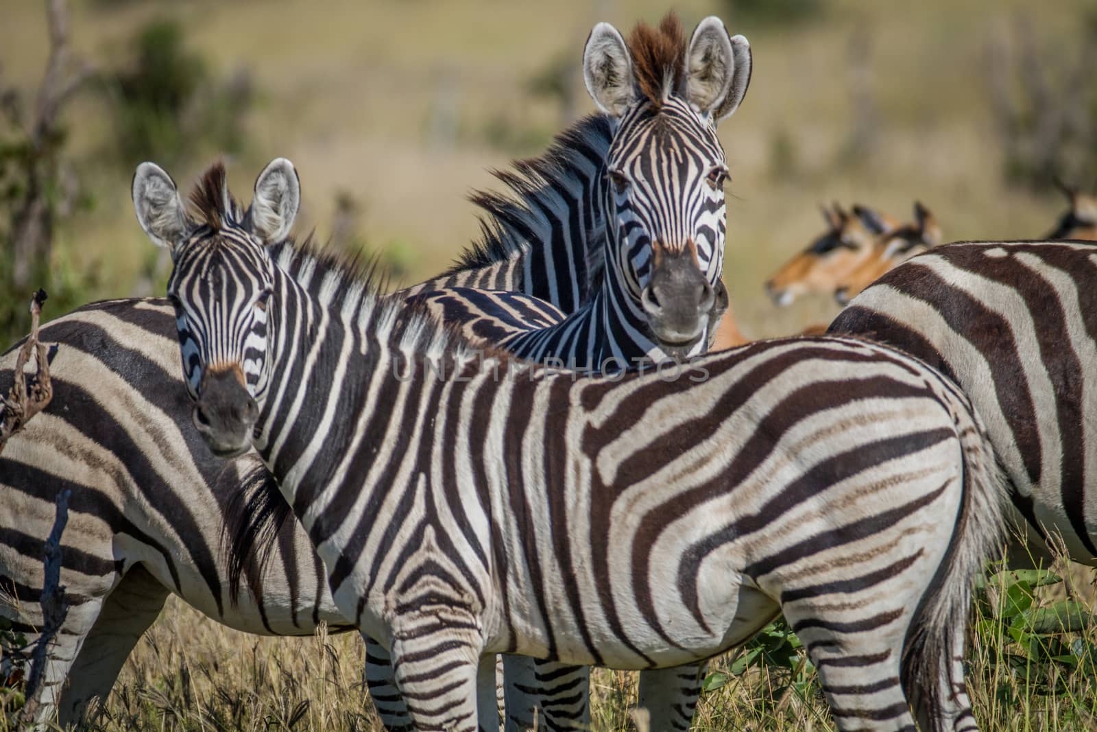 Two Zebras starring at the camera in the Chobe National Park, Botswana.