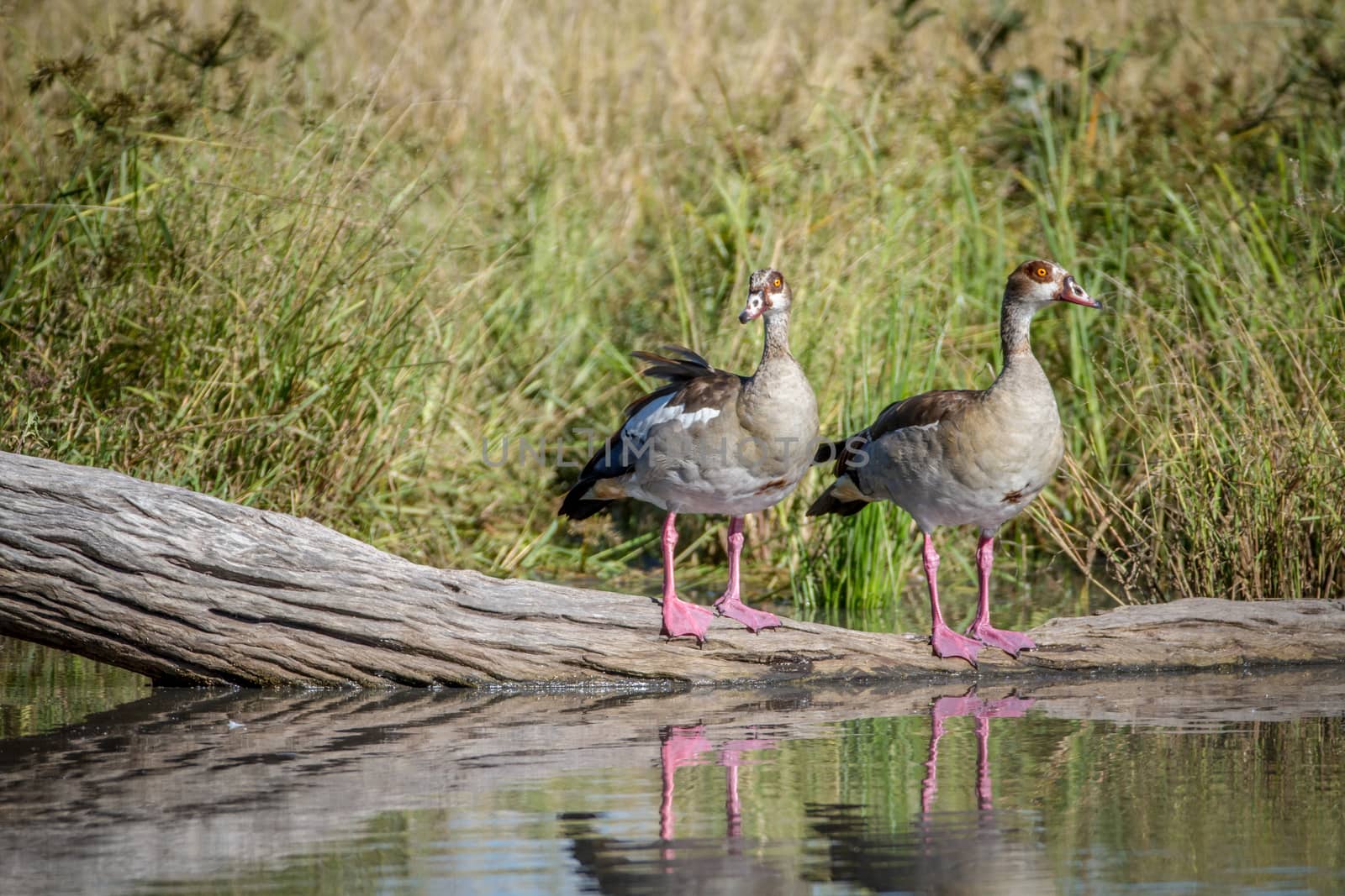 Two Egyptian geese standing on a piece of wood. by Simoneemanphotography