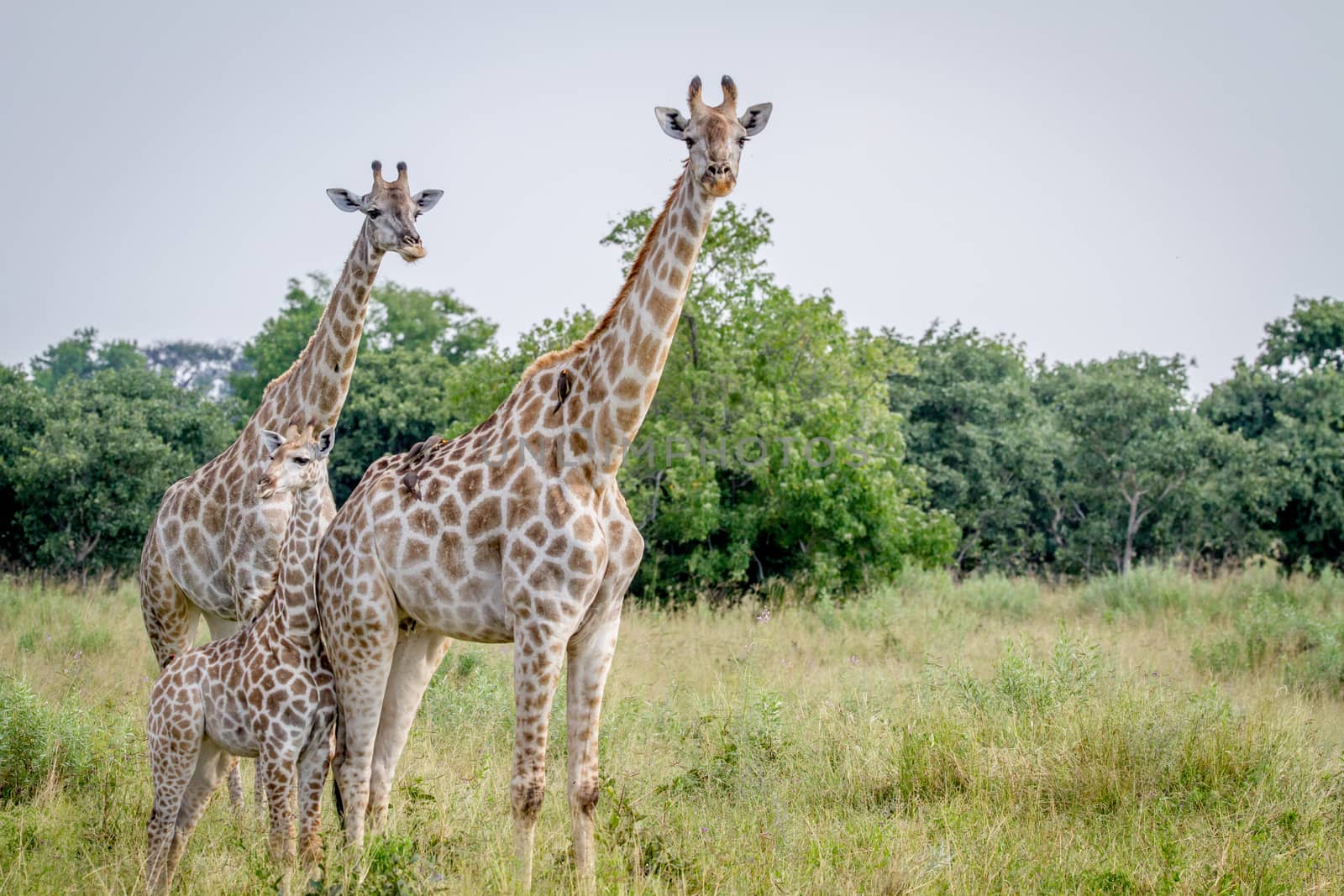 Two Giraffes starring at the camera. by Simoneemanphotography