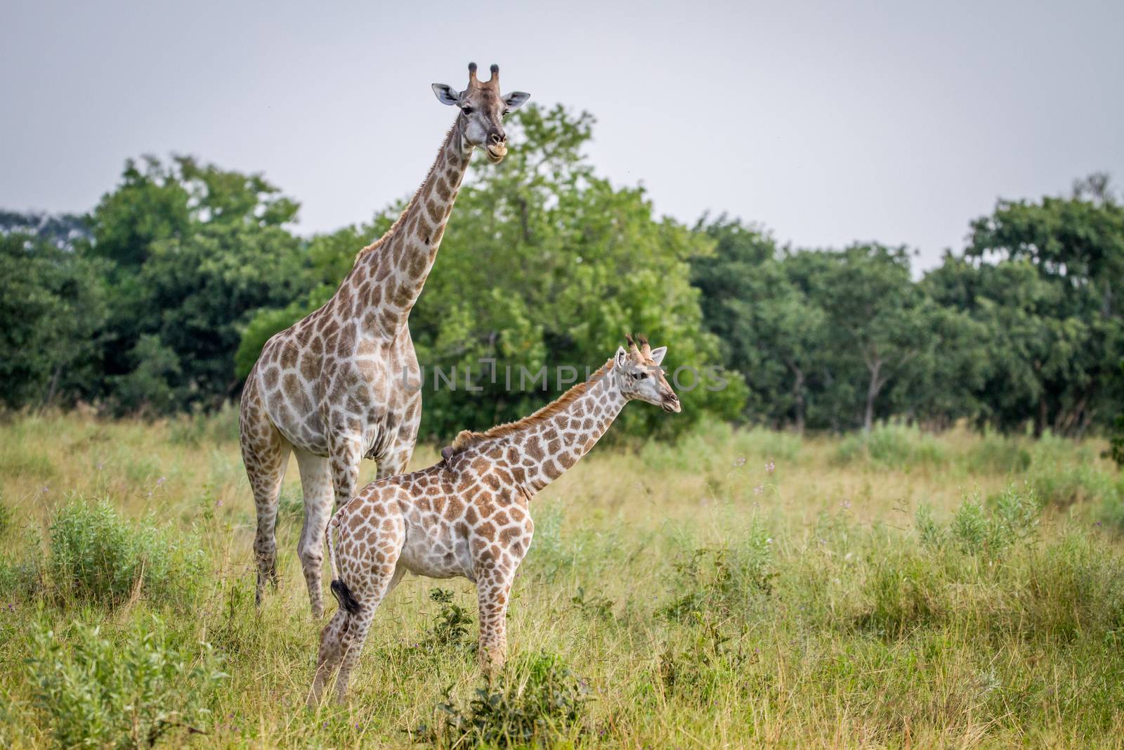 Giraffe young standing with his mother in the Chobe National Park, Botswana.