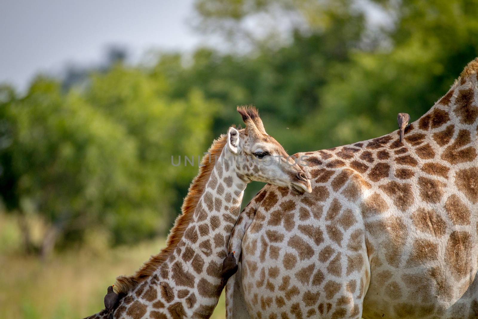 Giraffe young standing with his mother. by Simoneemanphotography