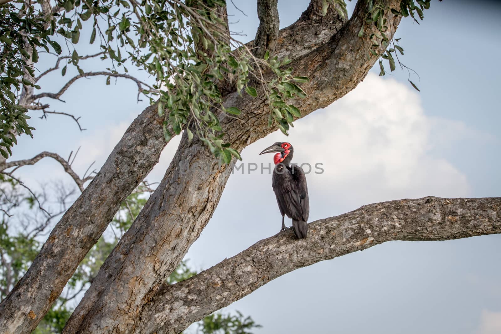 Southern ground hornbill sitting in a tree in the Chobe National Park, Botswana.