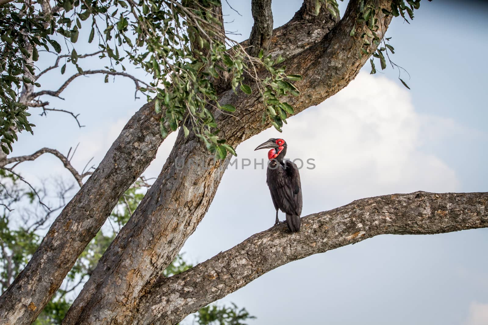 Southern ground hornbill sitting in a tree. by Simoneemanphotography