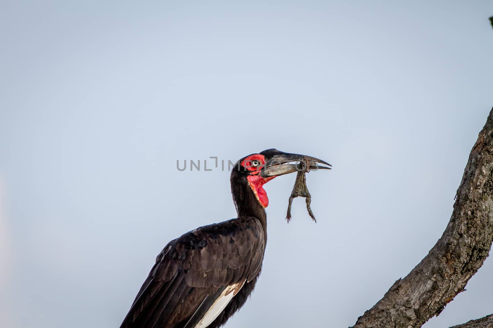 Southern ground hornbill with a frog kill in the Chobe National Park, Botswana.