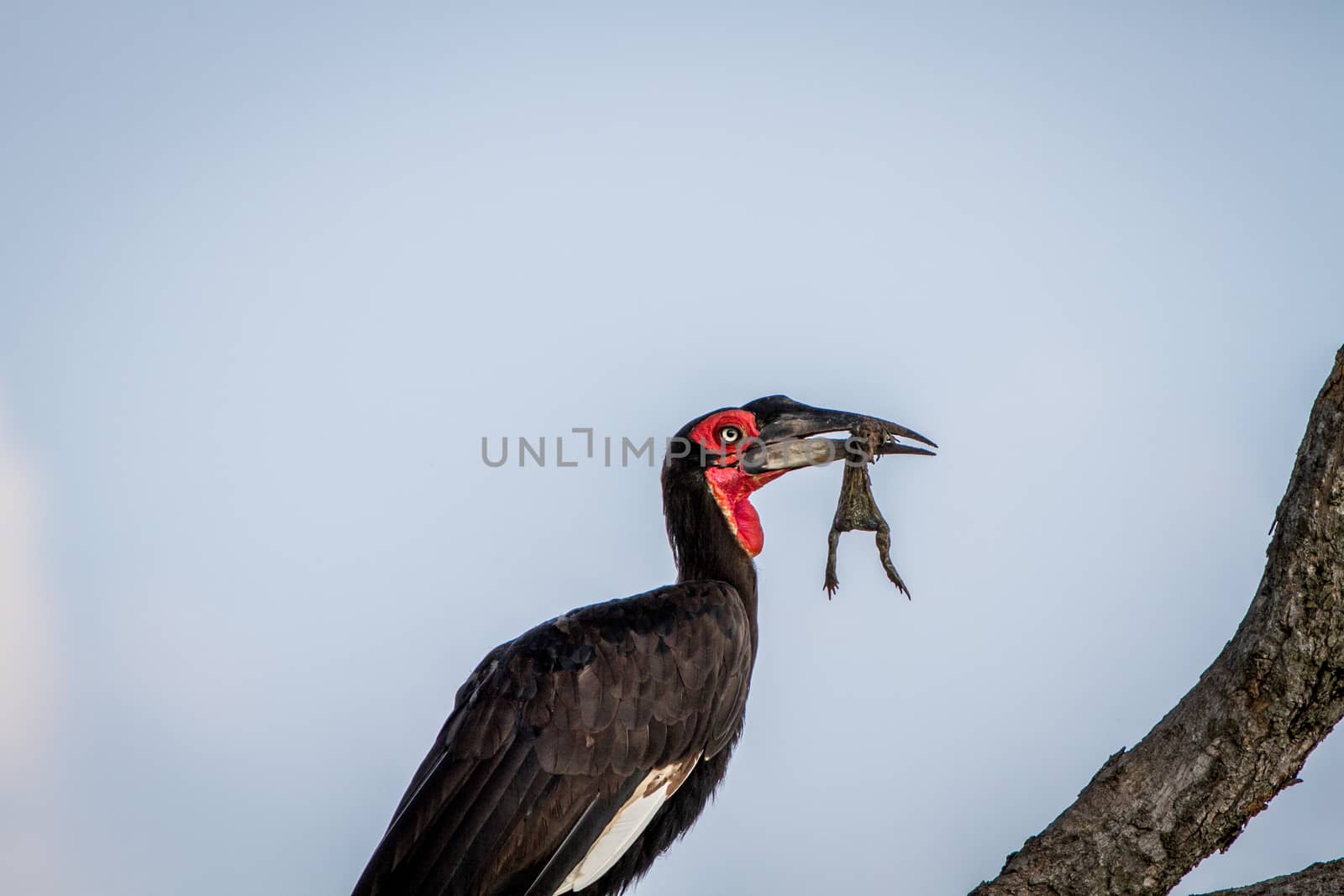 Southern ground hornbill with a frog kill. by Simoneemanphotography