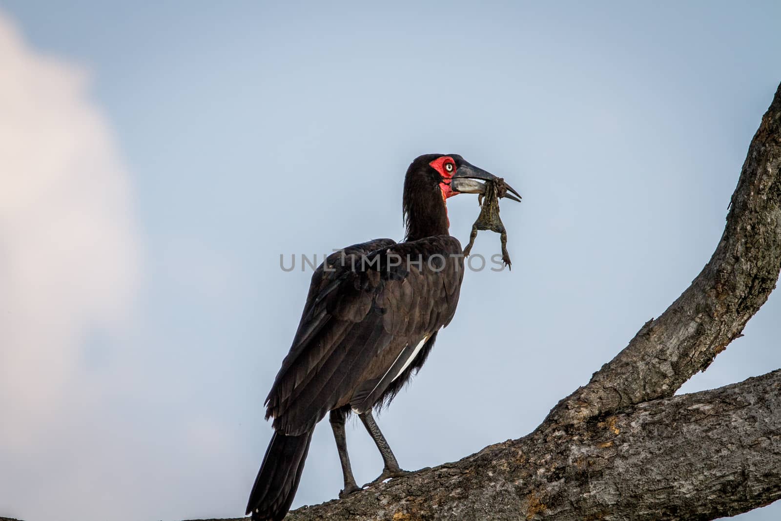 Southern ground hornbill with a frog kill. by Simoneemanphotography