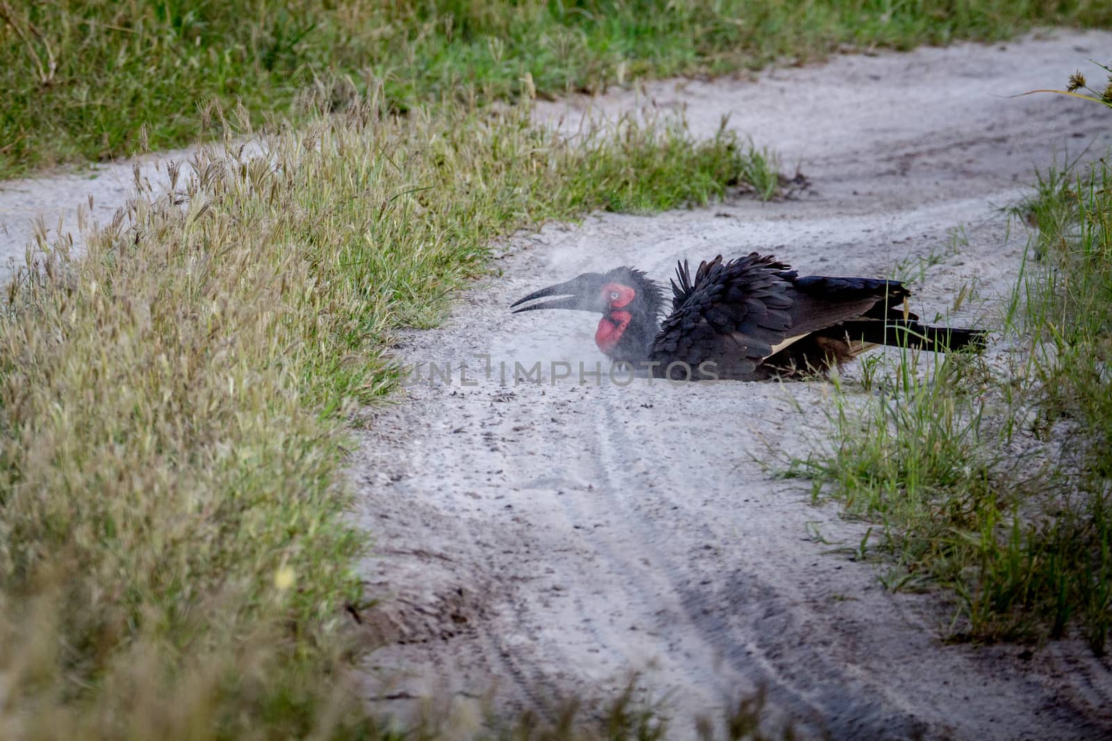 Southern ground hornbill taking a dust bath in the Chobe National Park, Botswana.