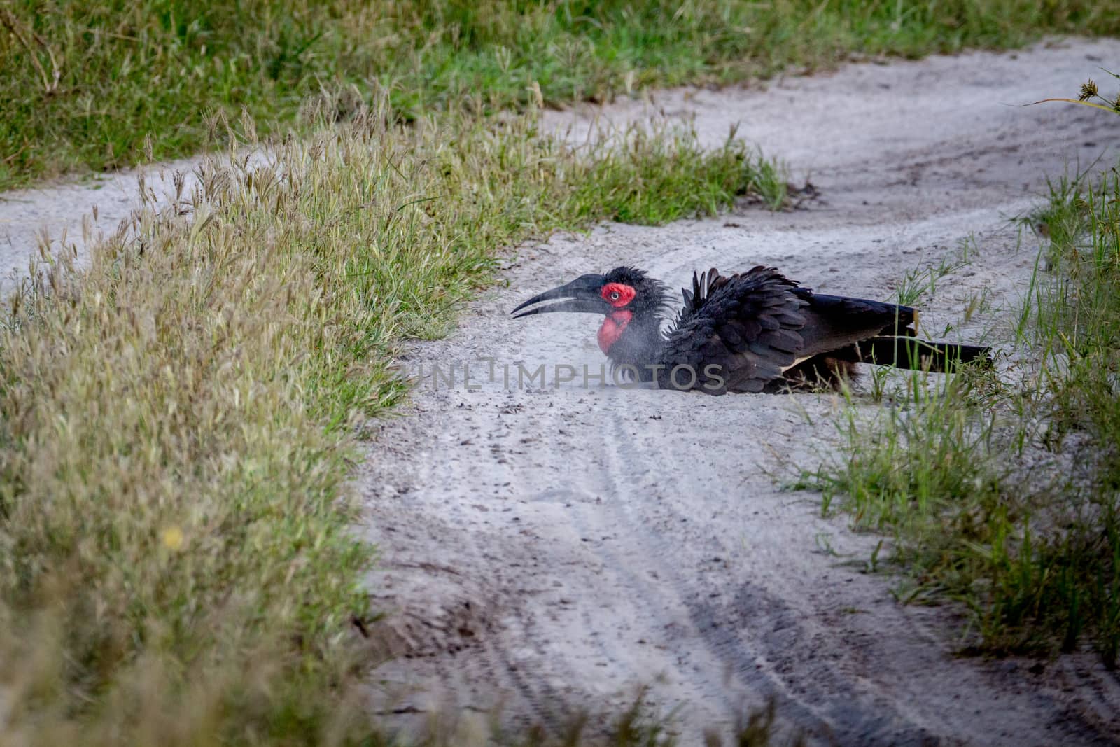 Southern ground hornbill taking a dust bath in the Chobe National Park, Botswana.