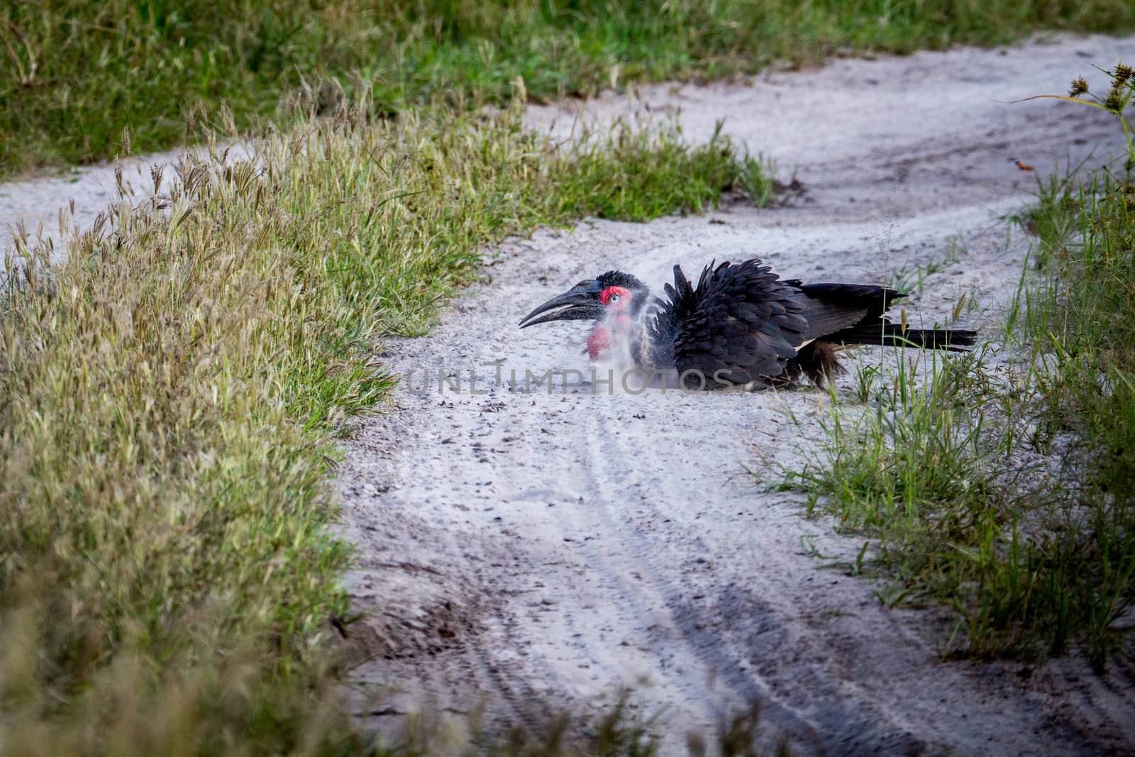 Southern ground hornbill taking a dust bath. by Simoneemanphotography