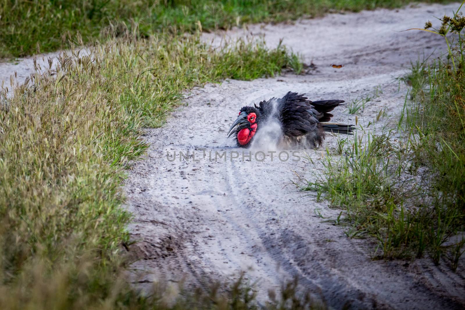 Southern ground hornbill taking a dust bath. by Simoneemanphotography