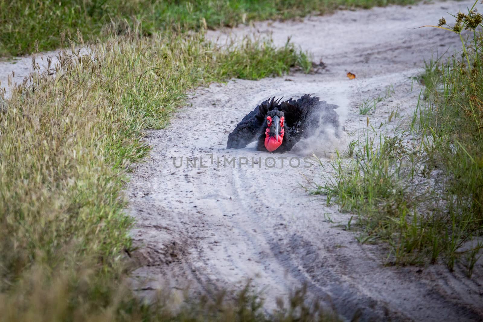 Southern ground hornbill taking a dust bath in the Chobe National Park, Botswana.