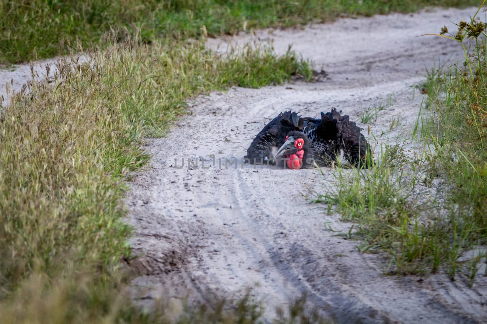 Southern ground hornbill taking a dust bath in the Chobe National Park, Botswana.