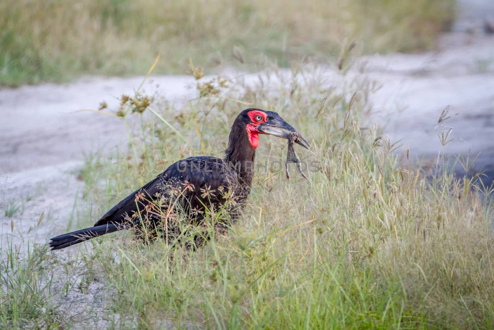 Southern ground hornbill with a frog kill. by Simoneemanphotography