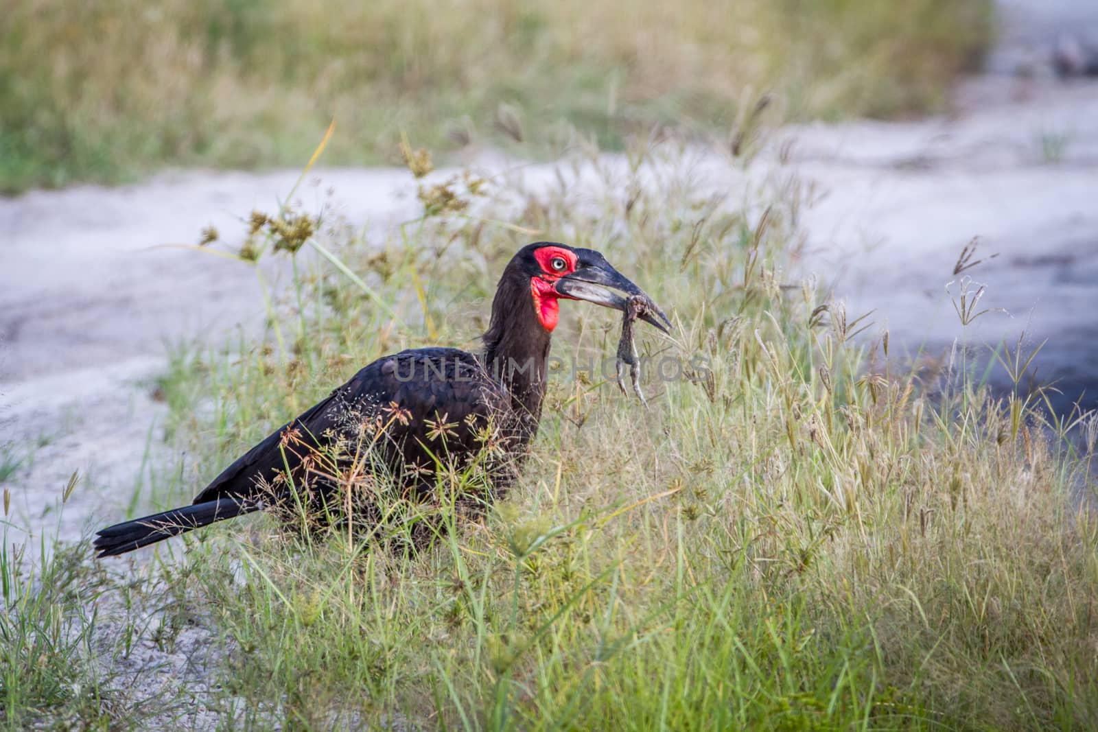 Southern ground hornbill with a frog kill. by Simoneemanphotography