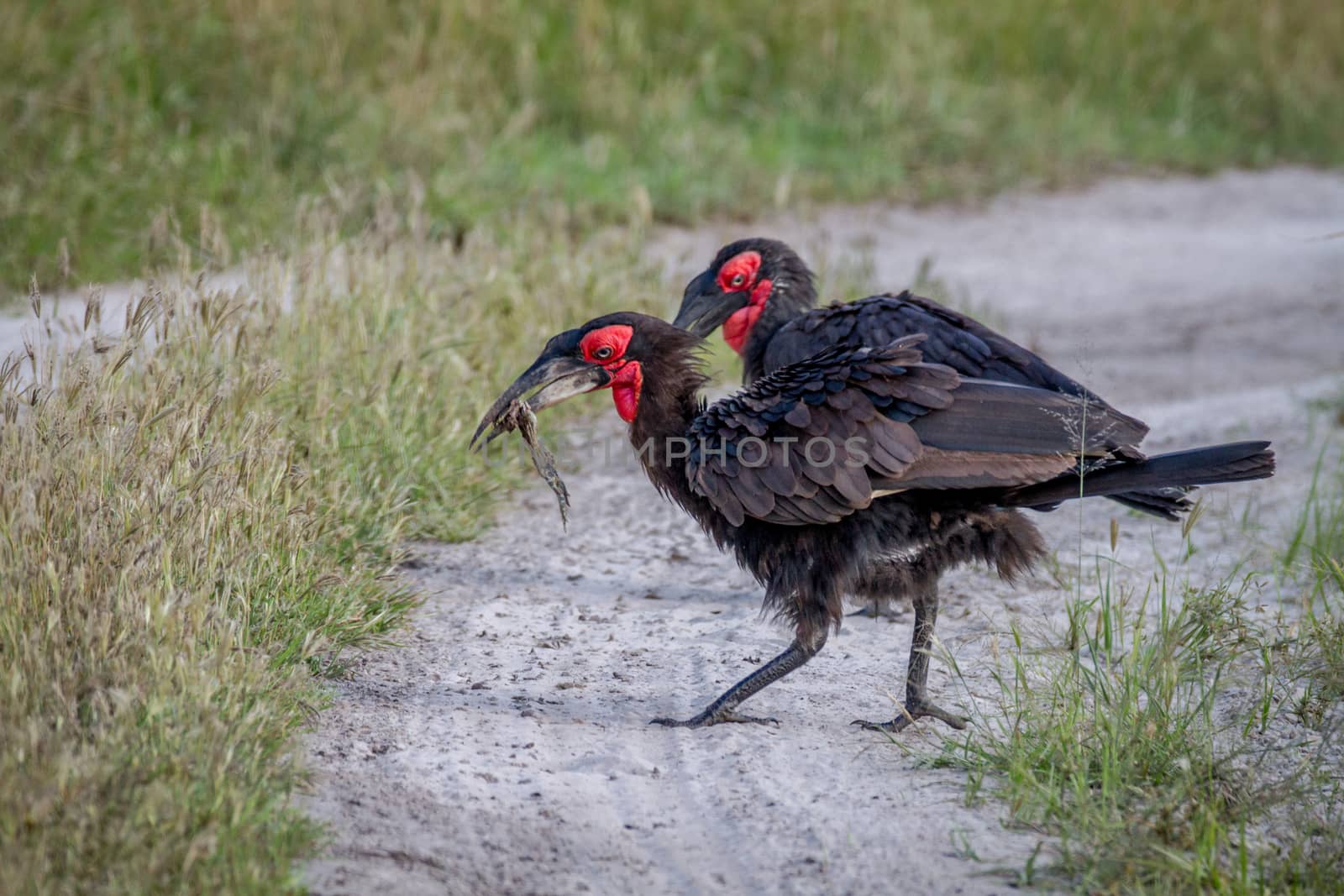 Southern ground hornbill with a frog kill. by Simoneemanphotography