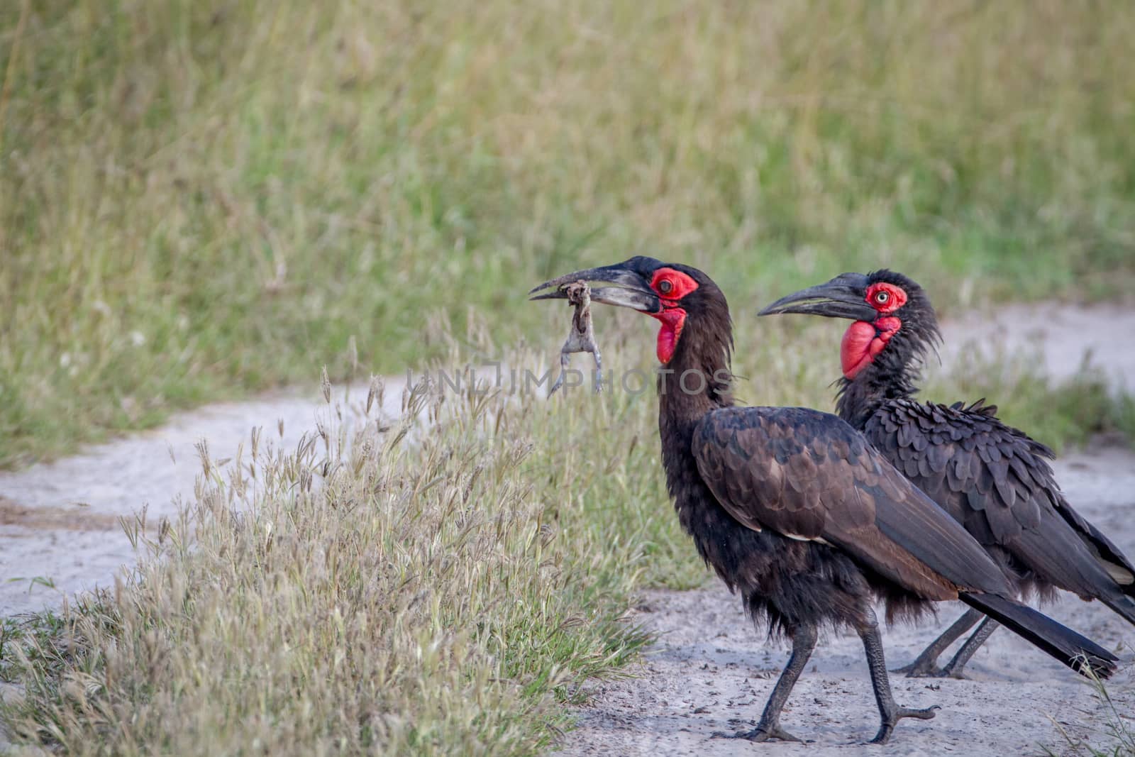 Southern ground hornbill with a frog kill in the Chobe National Park, Botswana.