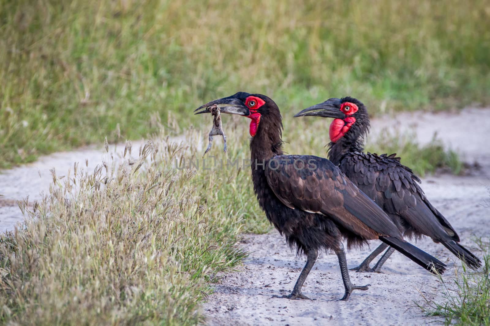 Southern ground hornbill with a frog kill in the Chobe National Park, Botswana.