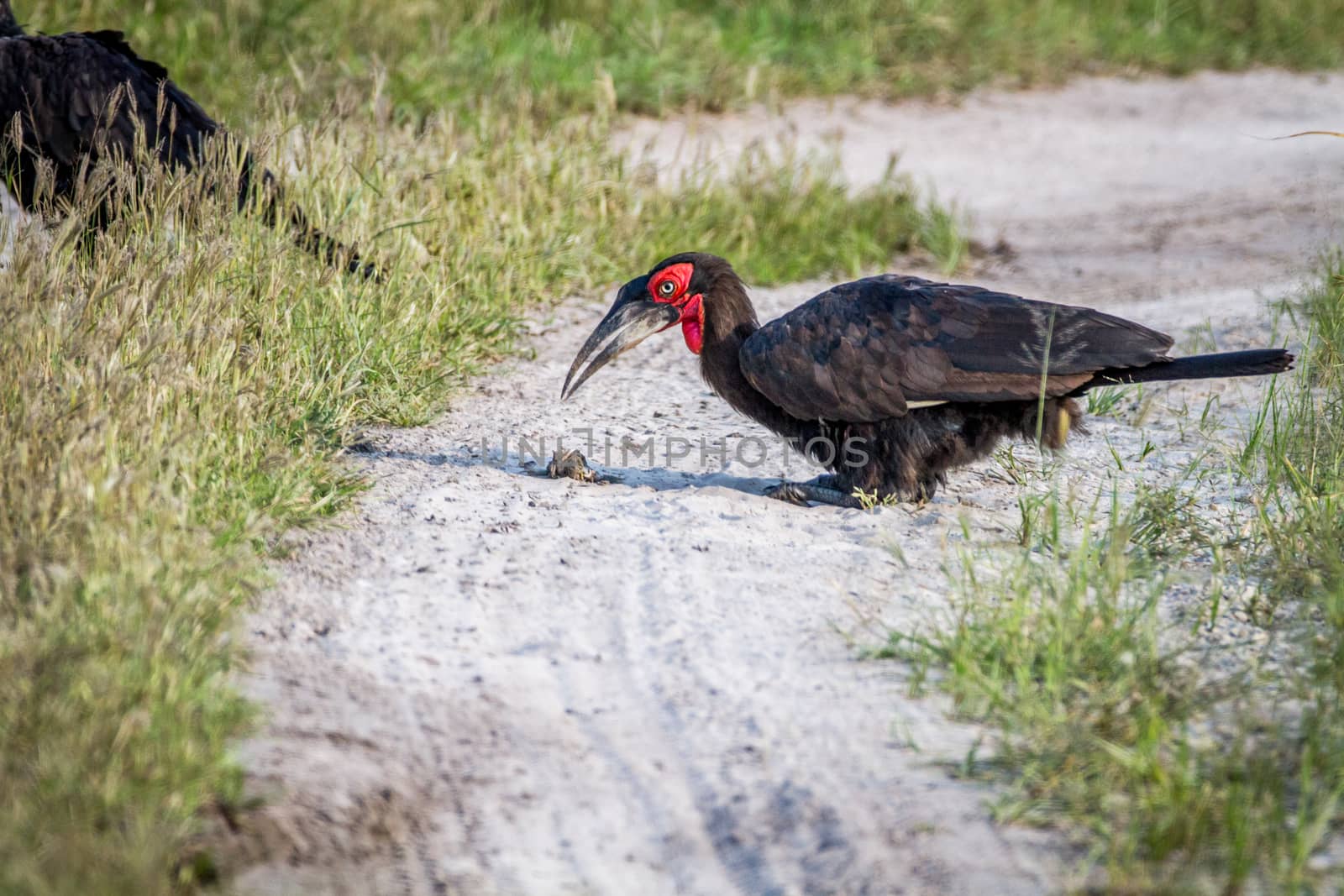 Southern ground hornbill with a frog kill in the Chobe National Park, Botswana.