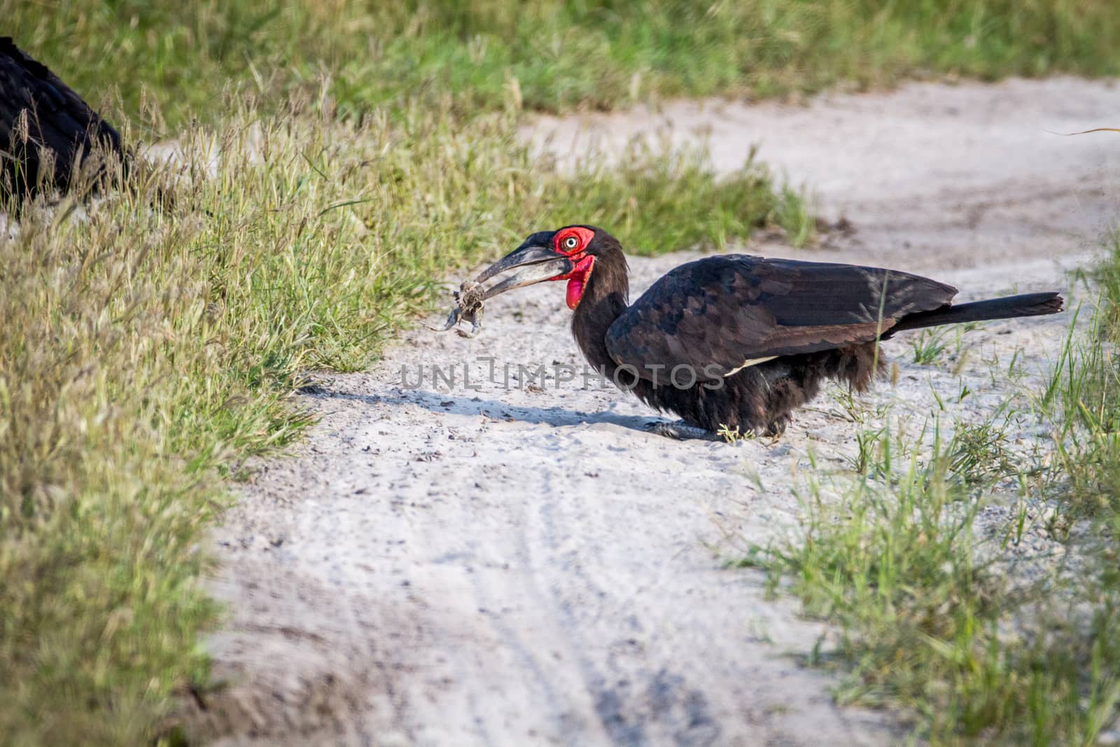 Southern ground hornbill with a frog kill. by Simoneemanphotography